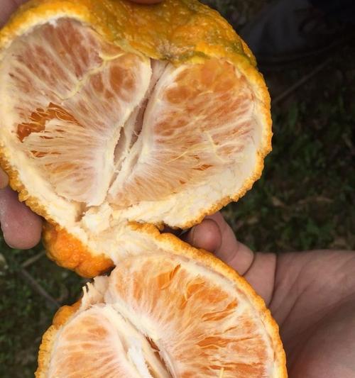 丑橘是哪里的特产？中国哪些地方盛产丑橘？