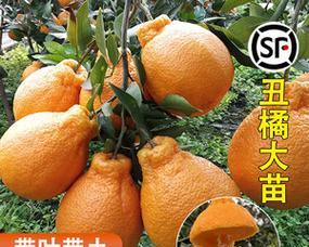 丑橘栽种方法和注意事项？如何确保丑橘健康生长？