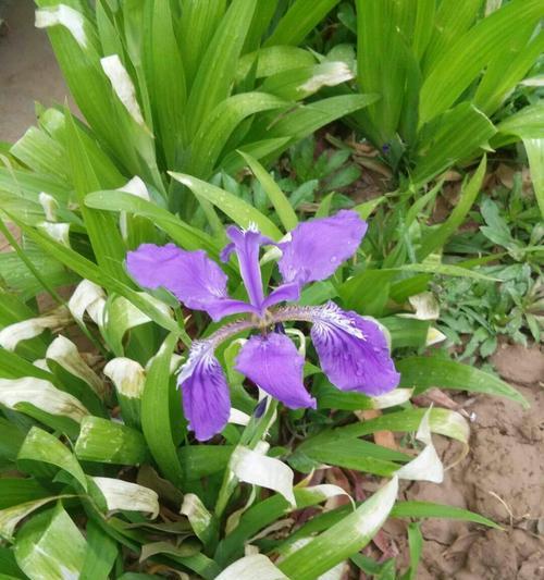 蝴蝶花花语是什么？如何用蝴蝶花表达情感？