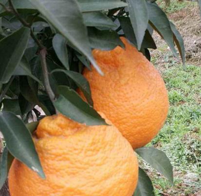 丑橘种植需要什么样的气候条件？温度范围是多少？