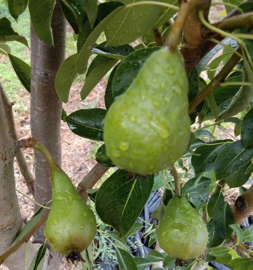 丑梨几年结果实？种植丑梨需要多久才能结果？