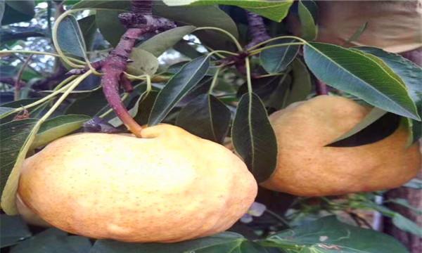 丑梨几年结果实？种植丑梨需要多久才能结果？