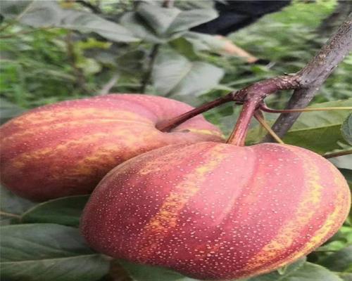 丑梨几年结果实？种植丑梨需要多久才能结果？