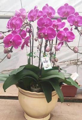 蝴蝶兰的花语是什么？如何正确解读蝴蝶兰的花语含义？