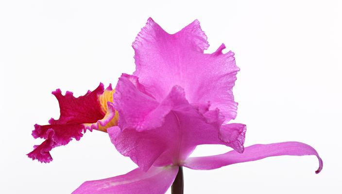 蝴蝶兰的寓意是什么？如何正确理解蝴蝶兰的花语？