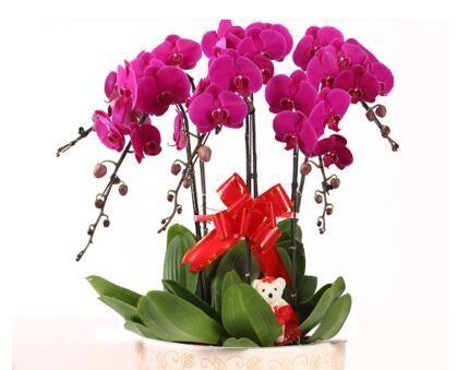 蝴蝶兰代表什么意思？蝴蝶兰的花语有哪些含义？