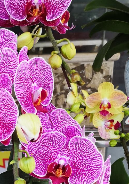 蝴蝶兰代表什么意思？蝴蝶兰的花语有哪些含义？