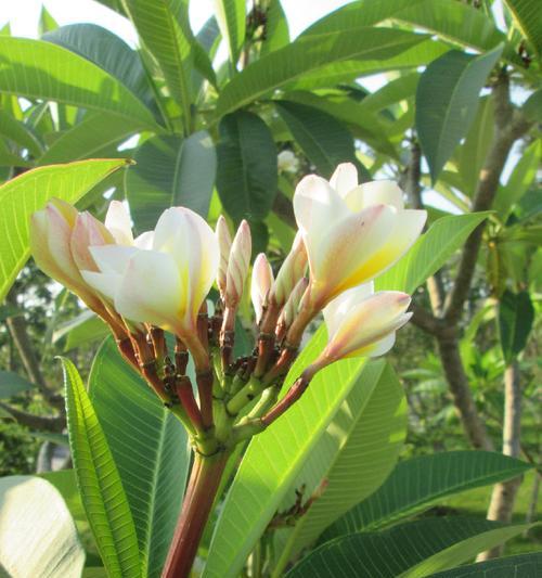 臭鸡蛋可以用来浇花吗？使用臭鸡蛋浇花的正确方法是什么？