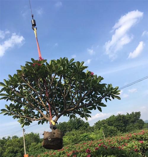 臭鸡蛋可以用来浇花吗？使用臭鸡蛋浇花的正确方法是什么？