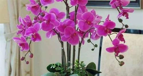 蝴蝶兰花语代表着什么意思？如何正确解读蝴蝶兰的花语含义？