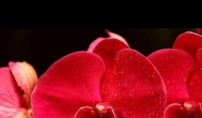 蝴蝶兰花语和寓意是什么？如何正确解读蝴蝶兰的花语？