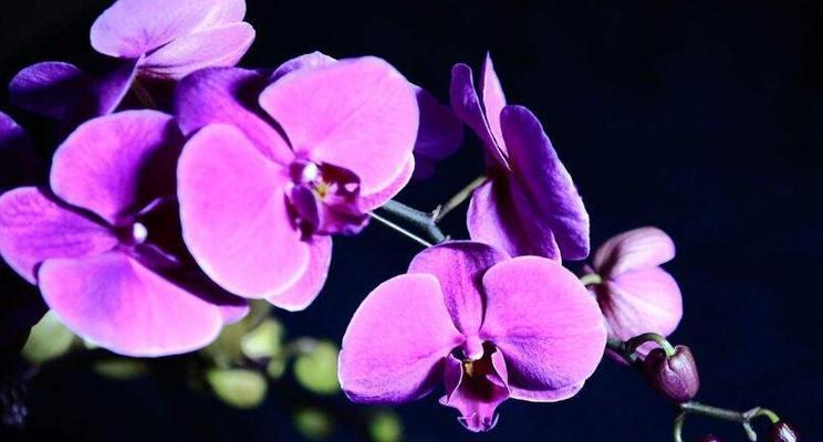 蝴蝶兰花语和寓意是什么？如何正确解读蝴蝶兰的花语？