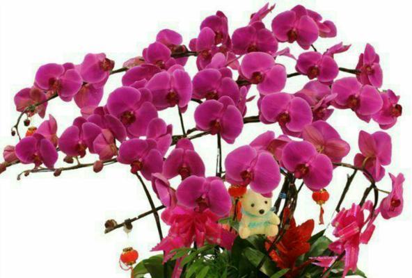 蝴蝶兰花语是什么？如何正确解读蝴蝶兰的花语含义？