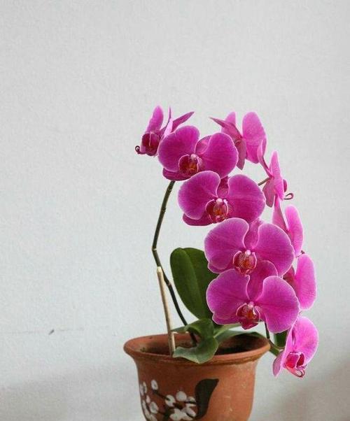 蝴蝶兰花语是什么？如何正确解读蝴蝶兰的花语含义？