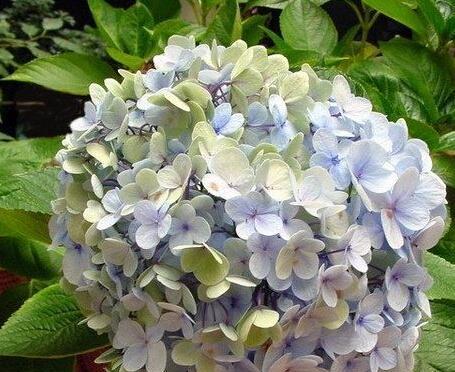 臭球花对人身体有害吗？如何安全种植和处理？