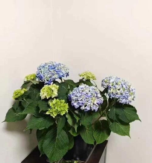 臭球花有毒性吗？室内养护需要注意什么？