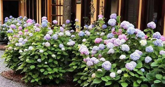 臭球花有毒性吗？室内养护需要注意什么？