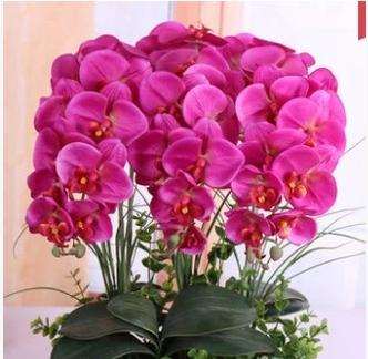 蝴蝶兰寓意是什么？花语大全有哪些？