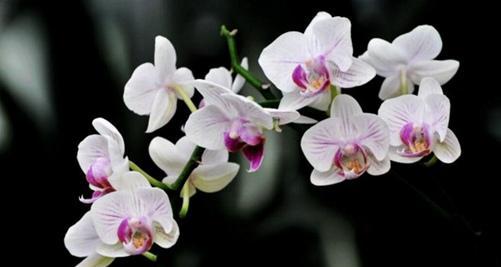 蝴蝶兰寓意是什么？花语大全有哪些？