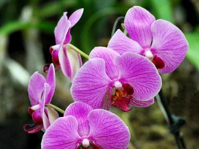 蝴蝶兰寓意是什么？花语大全有哪些？