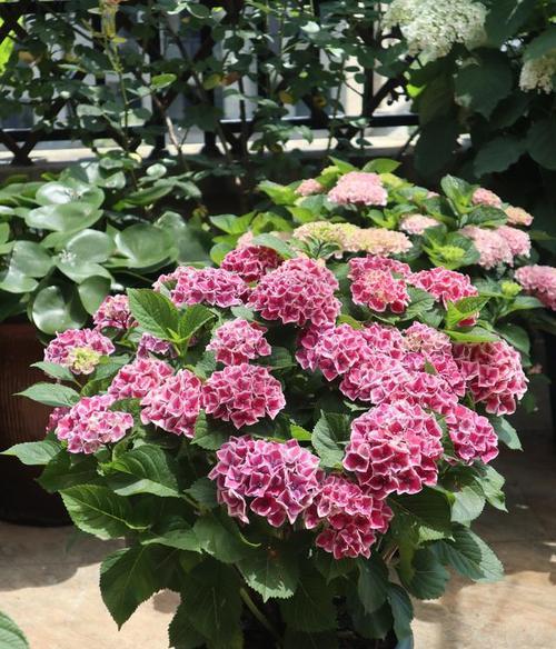 臭绣球花不开花怎么办？如何正确养护以促花？