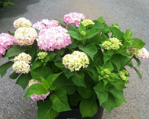 臭绣球花不开花怎么办？如何正确养护以促花？
