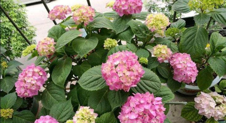 臭绣球花不开花怎么办？如何正确养护以促花？
