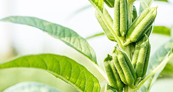 臭芝麻属于什么植物类别？它的特点有哪些？