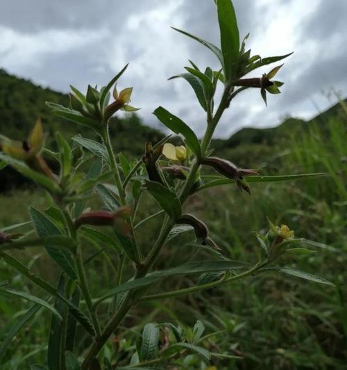臭芝麻属于什么植物类别？它的特点有哪些？