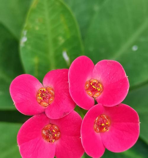 虎刺梅花象征着什么？虎刺梅花的寓意有哪些常见问题解答？
