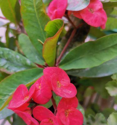 虎刺梅花象征着什么？虎刺梅花的寓意有哪些常见问题解答？