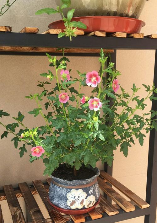 出狱时送花的礼仪是什么？哪种花最合适？