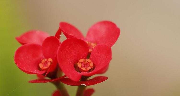虎刺梅花语是什么？虎刺梅的花语有哪些含义？
