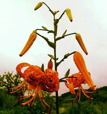 虎皮百合花语是什么？如何正确解读虎皮百合的含义？