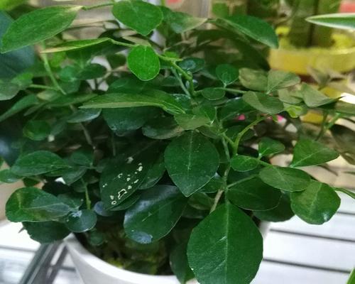 出租房适合养什么花？哪些花卉既美观又易打理？