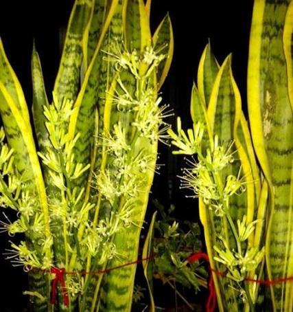 虎皮兰的花语是什么？虎皮兰寓意有哪些常见问题？