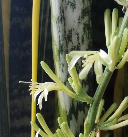 虎皮兰开花代表什么？如何正确解读虎皮兰的花语？