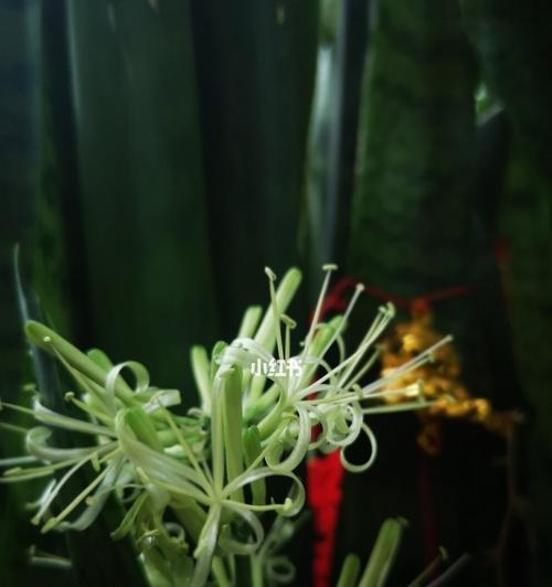 虎皮兰开花代表什么？如何正确解读虎皮兰的花语？