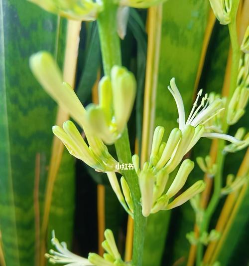 虎皮兰开花代表什么？寓意和象征有哪些？