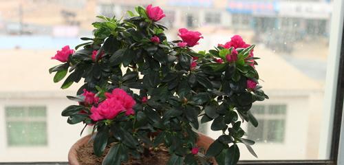 初冬季节适合种植哪些花卉？如何确保它们的生长？