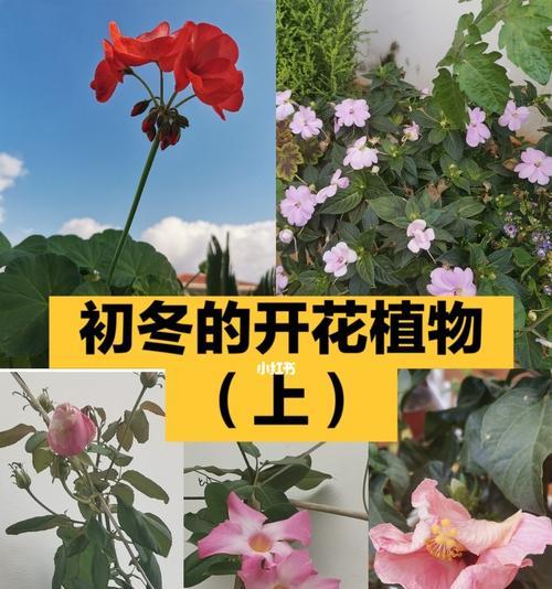 初冬季节适合种植哪些花卉？如何确保它们的生长？