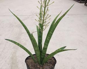虎尾兰花语是什么？如何正确解读虎尾兰的花语含义？