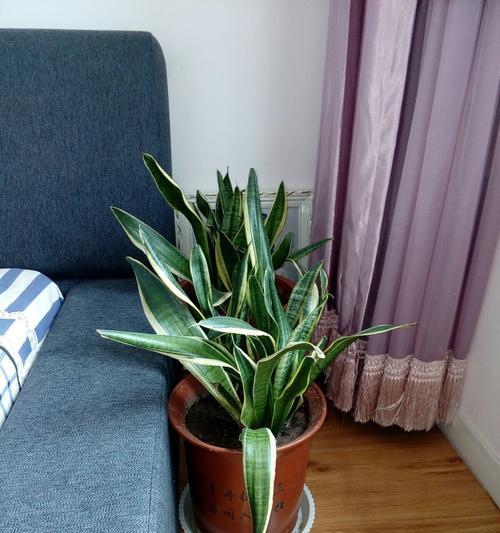 虎尾兰花语是什么？如何正确解读虎尾兰的花语含义？
