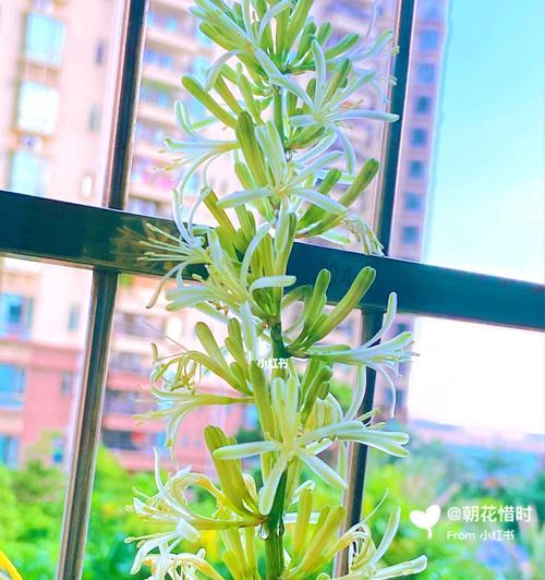 虎尾兰开花有什么寓意？如何正确解读虎尾兰的花语？