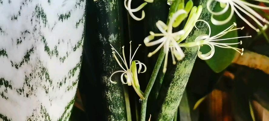 虎尾兰开花有什么寓意？如何正确解读虎尾兰的花语？
