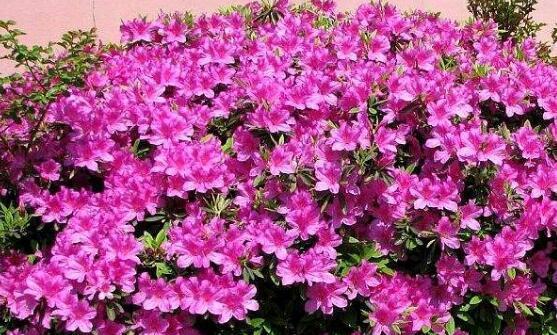 花卉分类意义及方法是什么？如何正确进行花卉分类？