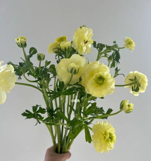 花毛茛的花语有哪些含义？