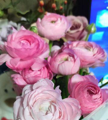 花毛茛花语有哪些含义？