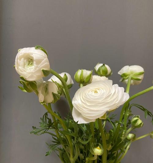 花毛茛花语有哪些含义？