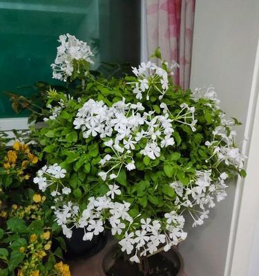 初恋怎么养爆盆？掌握哪些技巧能促进花开满盆？